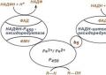 Цитохромы Последовательность реакций гидроксилирования субстратов с участием цитохрома Р450